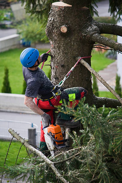 Best Lawn Watering Services  in Woodruff, SC